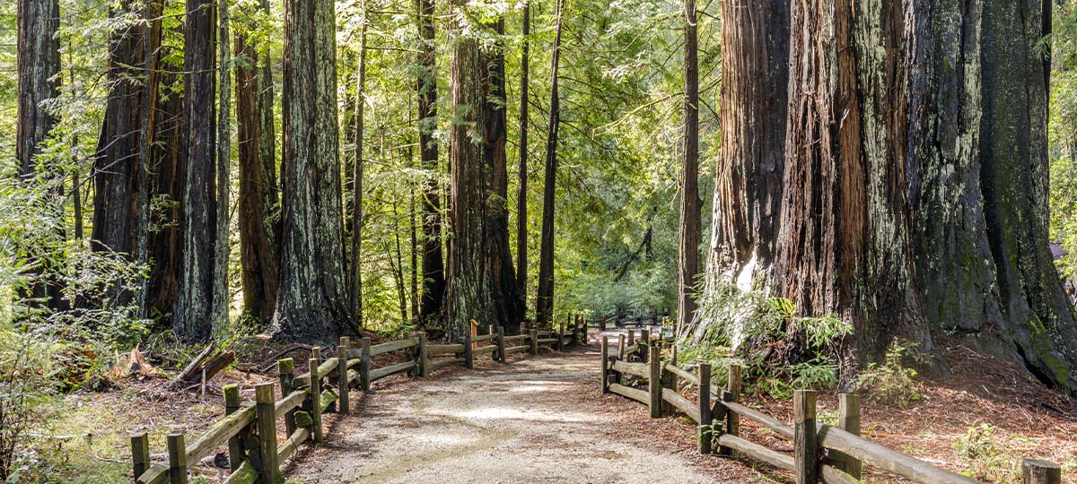 Empty winding trail with trees all around