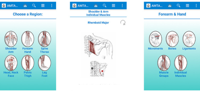 Massage Anatomy App